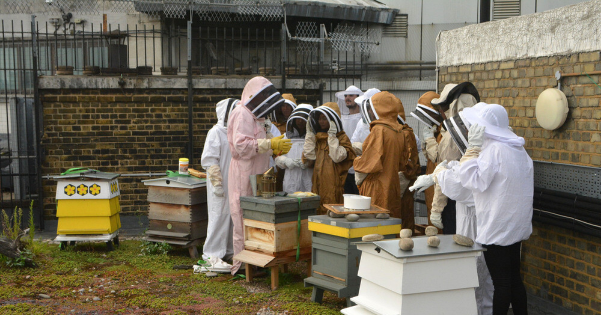 Beehives Open Up Day Beekeeping 101