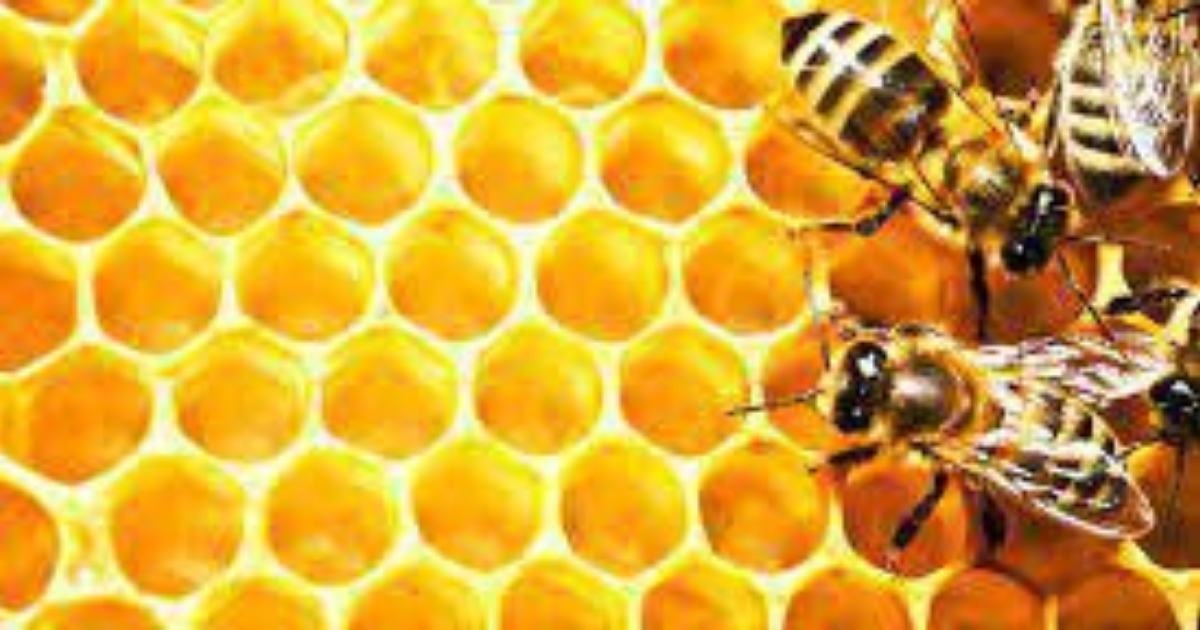 Beekeeping Material For Beginners