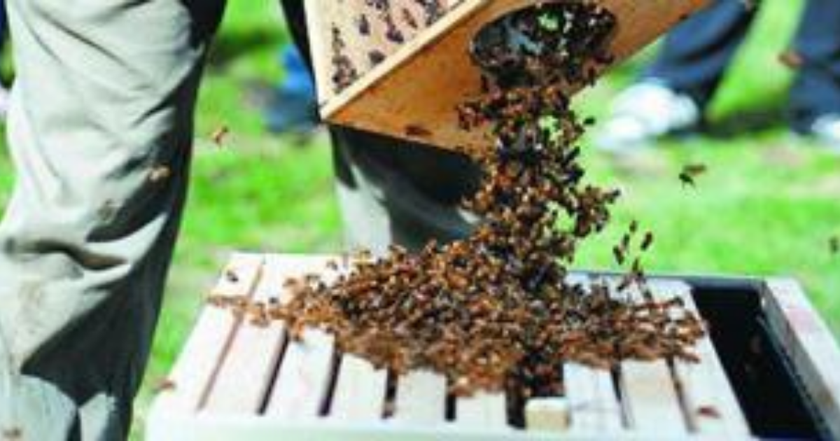 Places Where Beekeepers Work