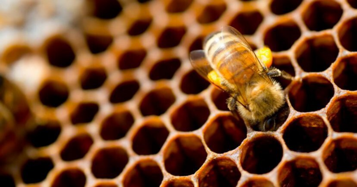 What Is Scientific Beekeeping?